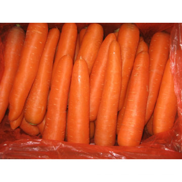 Alta qualidade nova colheita cenoura fresca (150-200g)